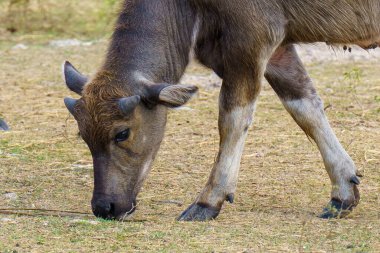 Tayland bufaloları geniş bir alanda ot yemek için yürürler..