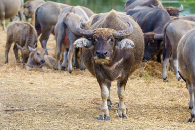 Tayland bufaloları geniş bir alanda ot yemek için yürürler..