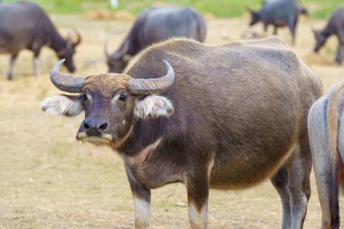 Tayland bufaloları geniş bir alanda ot yemek için yürürler..