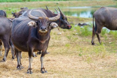 Tayland bufaloları geniş bir alanda ot yemek için yürürler..