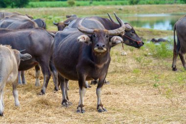 Tayland bufaloları geniş bir alanda ot yemek için yürürler..