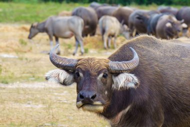 Tayland bufaloları geniş bir alanda ot yemek için yürürler..