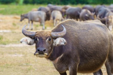 Tayland bufaloları geniş bir alanda ot yemek için yürürler..