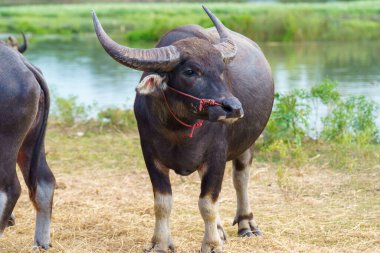 Tayland bufaloları geniş bir alanda ot yemek için yürürler..