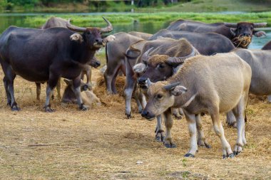 Tayland bufaloları geniş bir alanda ot yemek için yürürler..
