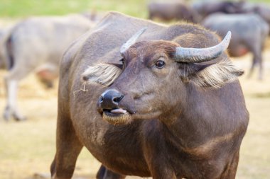 Tayland bufaloları geniş bir alanda ot yemek için yürürler..