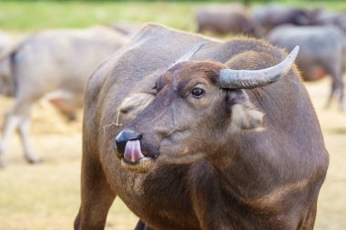 Tayland bufaloları geniş bir alanda ot yemek için yürürler..