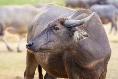 Tayland bufaloları geniş bir alanda ot yemek için yürürler..