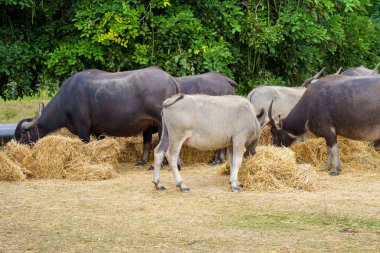 Tayland bufaloları geniş bir alanda ot yemek için yürürler..