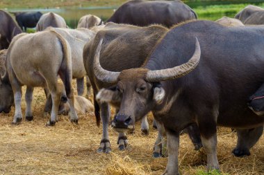 Tayland bufaloları geniş bir alanda ot yemek için yürürler..