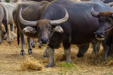 Tayland bufaloları geniş bir alanda ot yemek için yürürler..