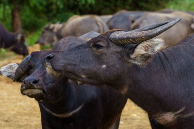Tayland bufaloları geniş bir alanda ot yemek için yürürler..