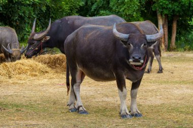 Tayland bufaloları geniş bir alanda ot yemek için yürürler..