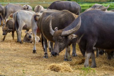Tayland bufaloları geniş bir alanda ot yemek için yürürler..
