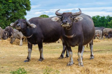 Tayland bufaloları geniş bir alanda ot yemek için yürürler..
