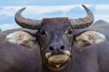 Tayland bufaloları geniş bir alanda ot yemek için yürürler..