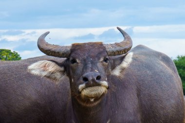 Tayland bufaloları geniş bir alanda ot yemek için yürürler..