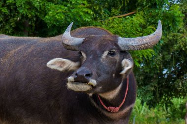 Tayland bufaloları geniş bir alanda ot yemek için yürürler..