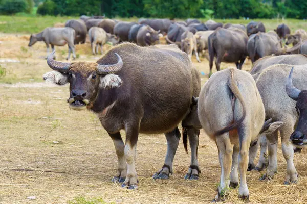 Tayland bufaloları geniş bir alanda ot yemek için yürürler..