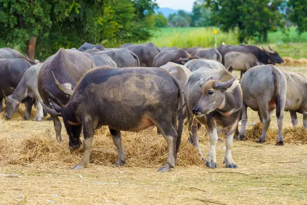 Tayland bufaloları geniş bir alanda ot yemek için yürürler..