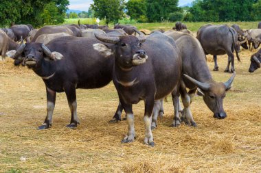 Tayland bufaloları geniş bir alanda ot yemek için yürürler..