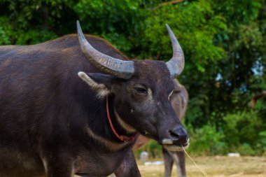 Tayland bufaloları geniş bir alanda ot yemek için yürürler..