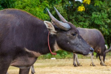 Tayland bufaloları geniş bir alanda ot yemek için yürürler..