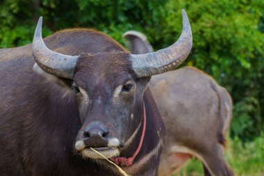 Tayland bufaloları geniş bir alanda ot yemek için yürürler..