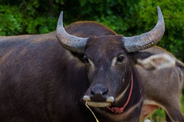 Tayland bufaloları geniş bir alanda ot yemek için yürürler..
