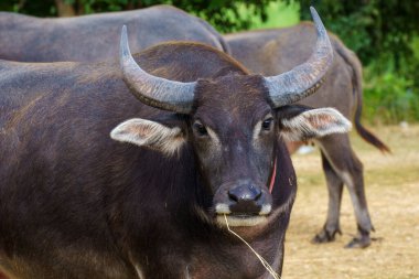 Tayland bufaloları geniş bir alanda ot yemek için yürürler..
