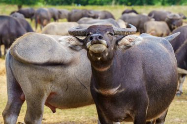 Tayland bufaloları geniş bir alanda ot yemek için yürürler..