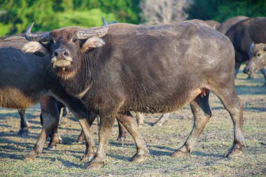 Tayland bufaloları geniş bir alanda ot yemek için yürürler..