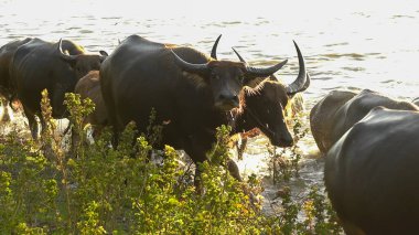 Tayland bufaloları geniş bir alanda ot yemek için yürürler..