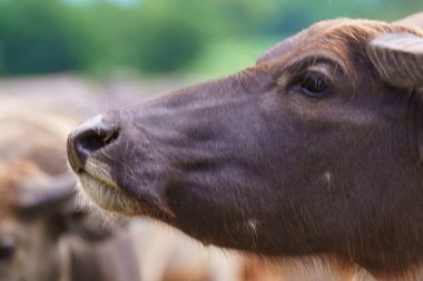 Tayland bufaloları geniş bir alanda ot yemek için yürürler..