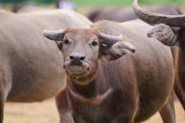 Tayland bufaloları geniş bir alanda ot yemek için yürürler..