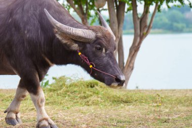 Tayland bufaloları geniş bir alanda ot yemek için yürürler..