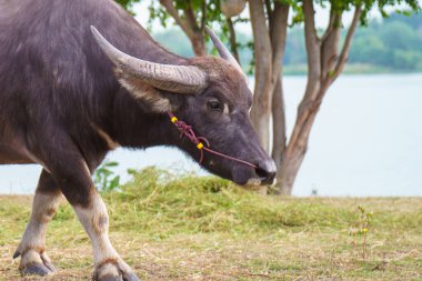 Tayland bufaloları geniş bir alanda ot yemek için yürürler..