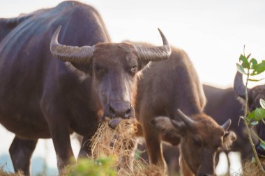 Tayland bufaloları geniş bir alanda ot yemek için yürürler..