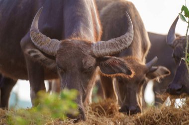 Tayland bufaloları geniş bir alanda ot yemek için yürürler..