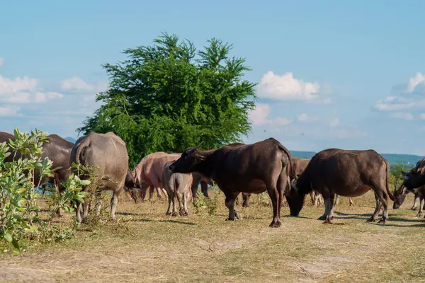 Tayland bufaloları geniş bir alanda ot yemek için yürürler..