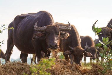 Tayland bufaloları geniş bir alanda ot yemek için yürürler..