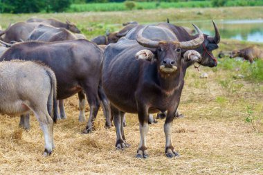 Tayland bufaloları geniş bir alanda ot yemek için yürürler..