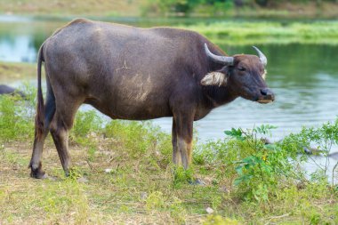 Tayland bufaloları geniş bir alanda ot yemek için yürürler..