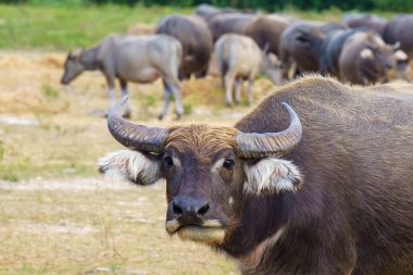 Tayland bufaloları geniş bir alanda ot yemek için yürürler..