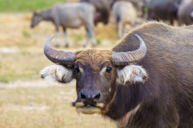 Tayland bufaloları geniş bir alanda ot yemek için yürürler..