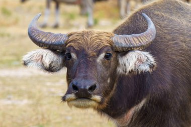 Tayland bufaloları geniş bir alanda ot yemek için yürürler..