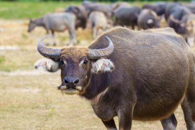 Tayland bufaloları geniş bir alanda ot yemek için yürürler..