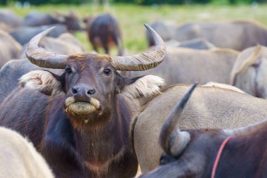 Tayland bufaloları geniş bir alanda ot yemek için yürürler..