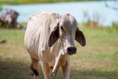 Tayland inekleri yerde doğal olarak ot yiyorlar..
