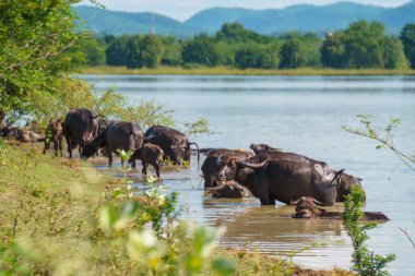 Tayland bufaloları geniş bir alanda ot yemek için yürürler..